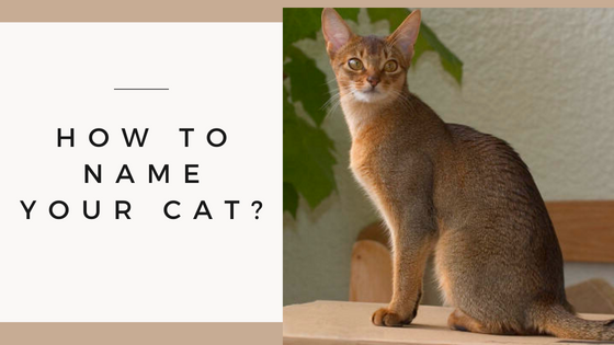 How to Name Your Cat?