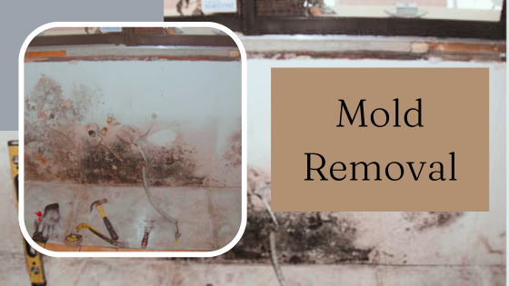 Signs That Your Home Has a Mold Problem